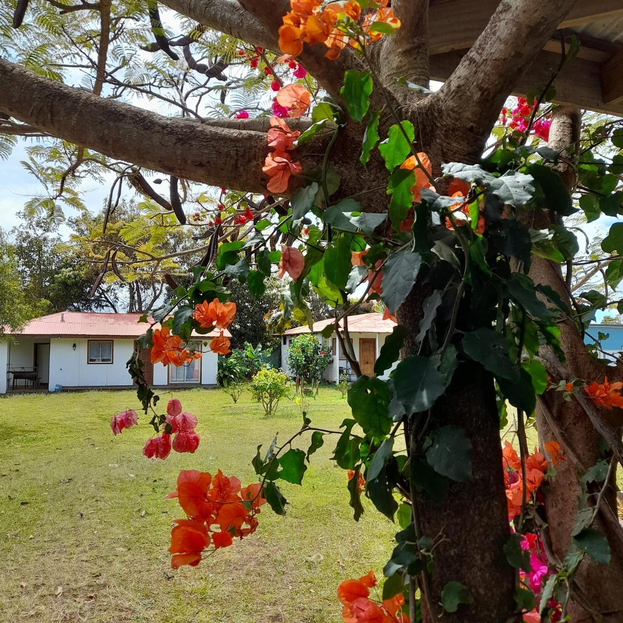 Cabanas Isla De Pascua Hanga Roa Ngoại thất bức ảnh